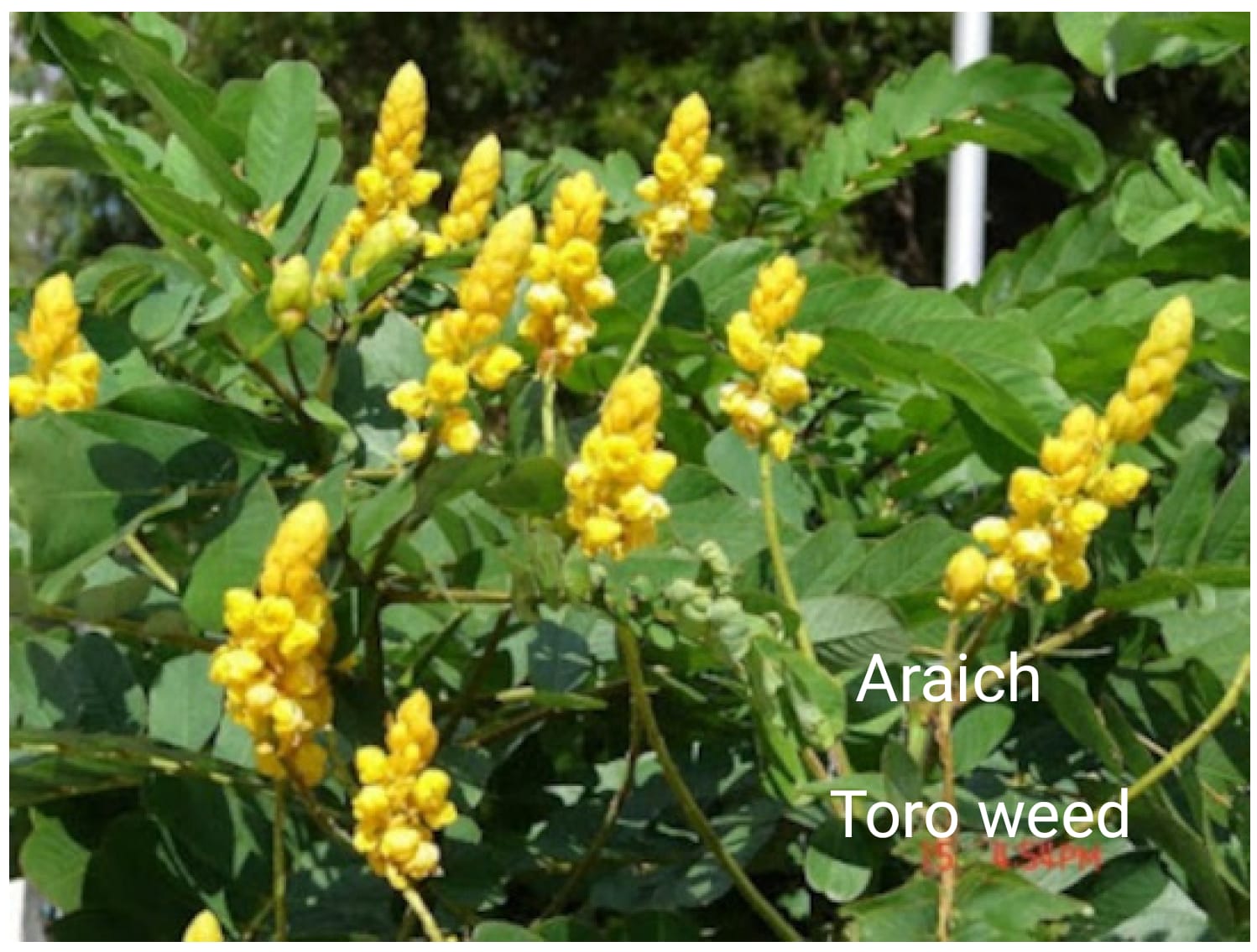Araich